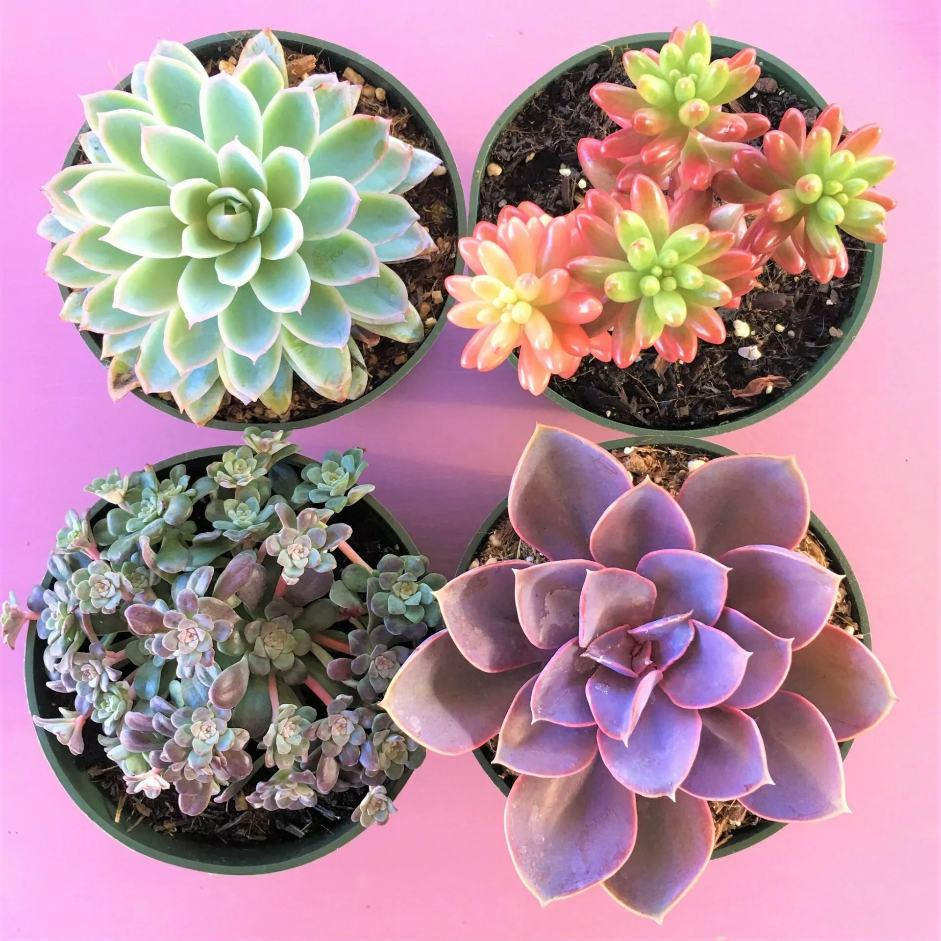 Do it yourself Compositions from Succulents