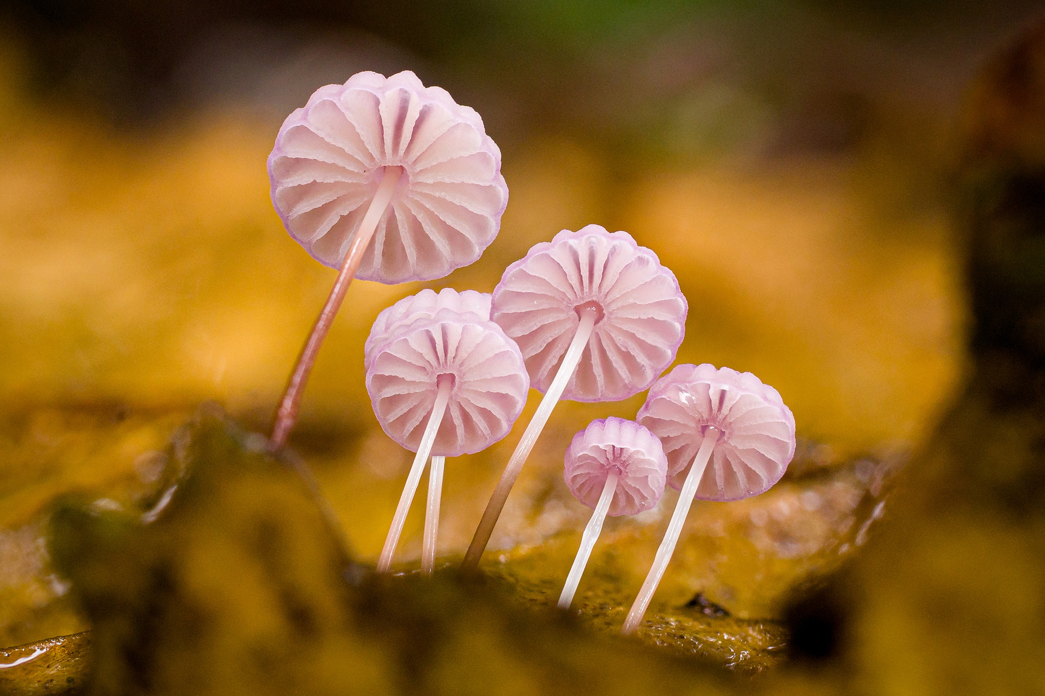 Marasmius sect. Marasmius4 DPXGT1