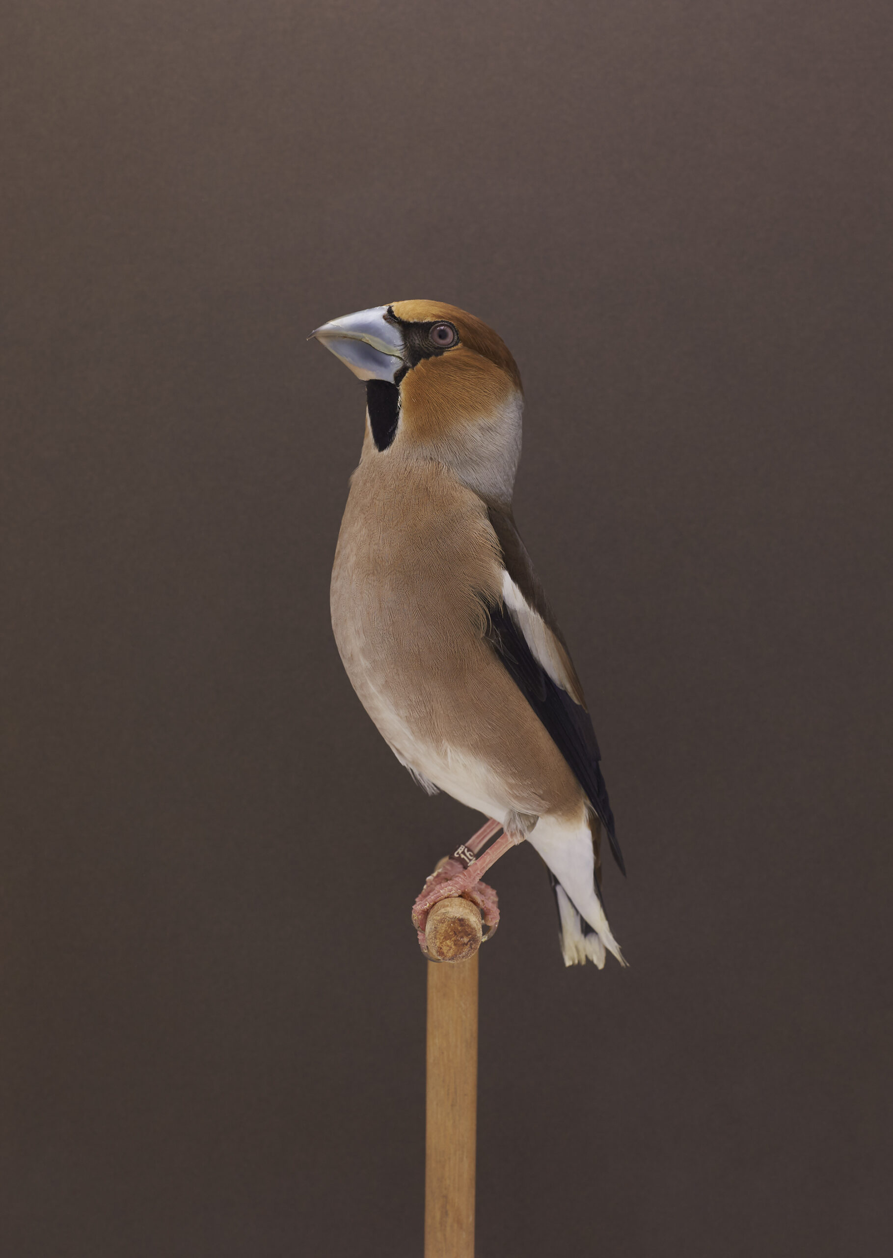 Hawfinch 1 2019 scaled NvoN1R