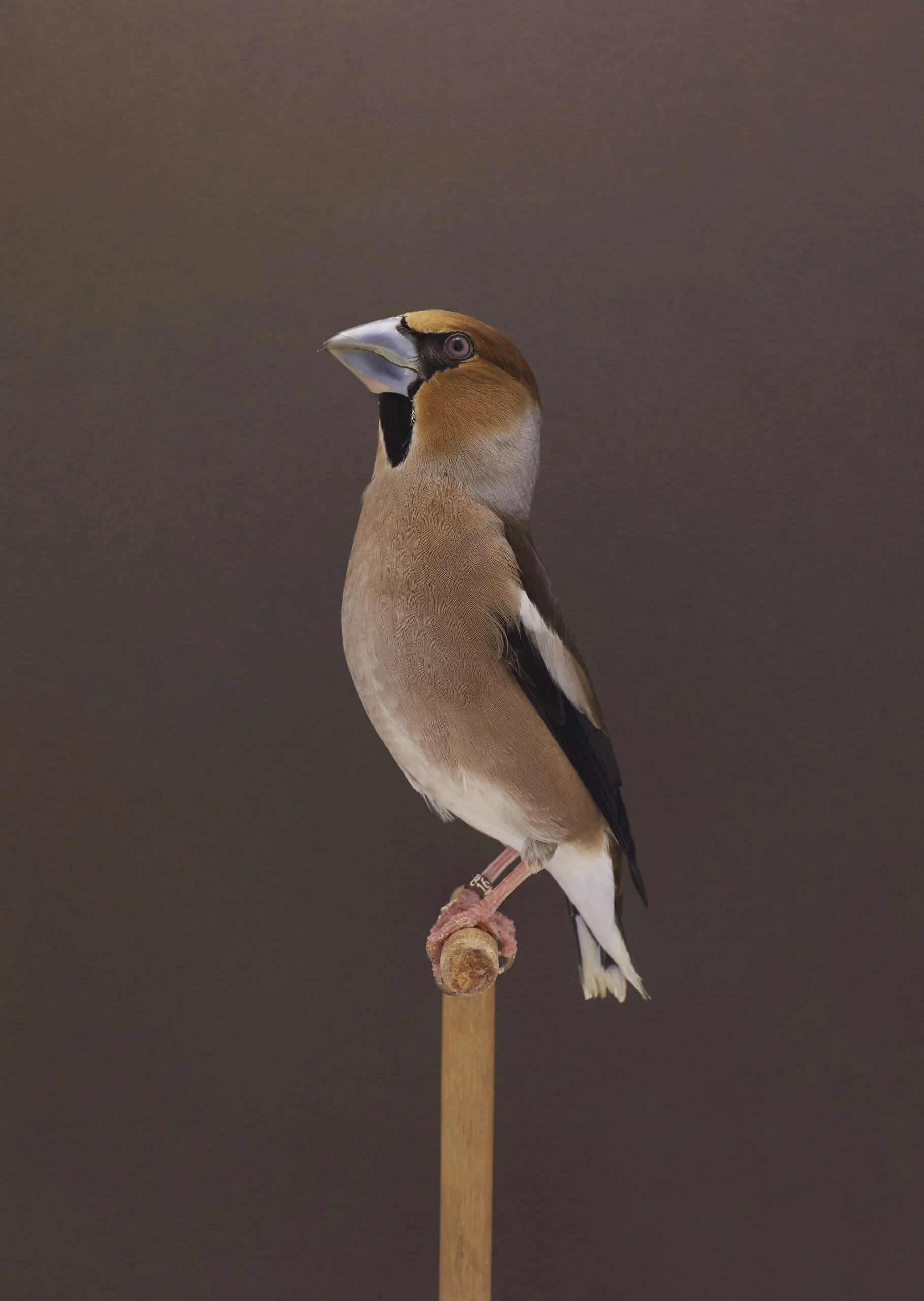 Hawfinch 1 2019 scaled NvoN1R