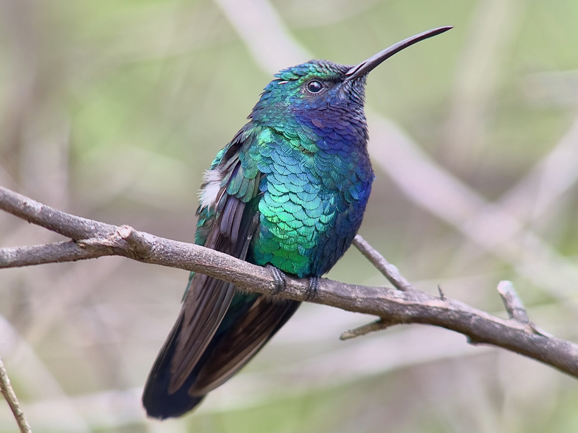 ABC Santa Marta Sabrewing close up Carole Turek EQGSTB