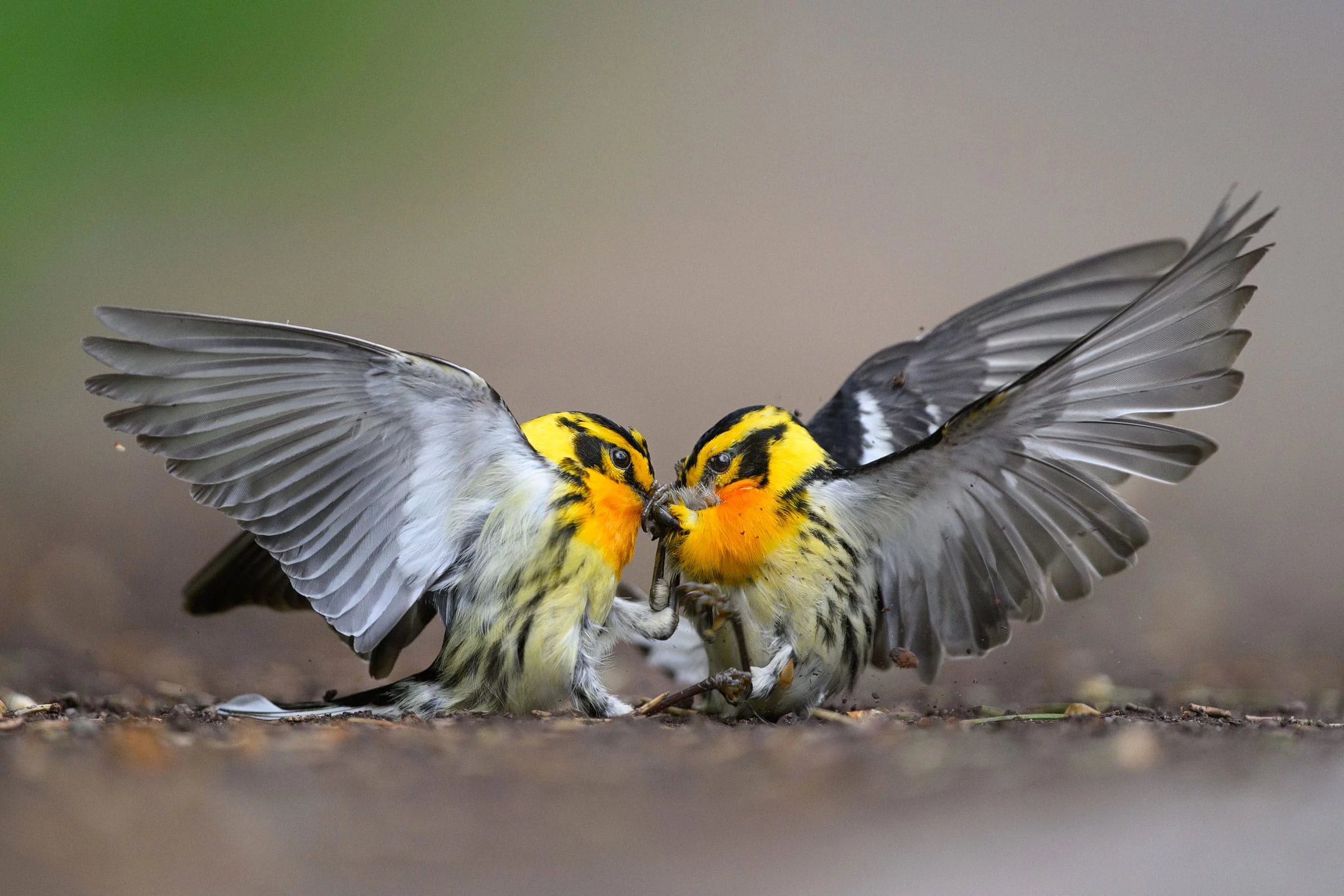 Aud APA 2024 Blackburnian Warbler A1 31756 0 Photo Mathew Malwitz Fm9hO3