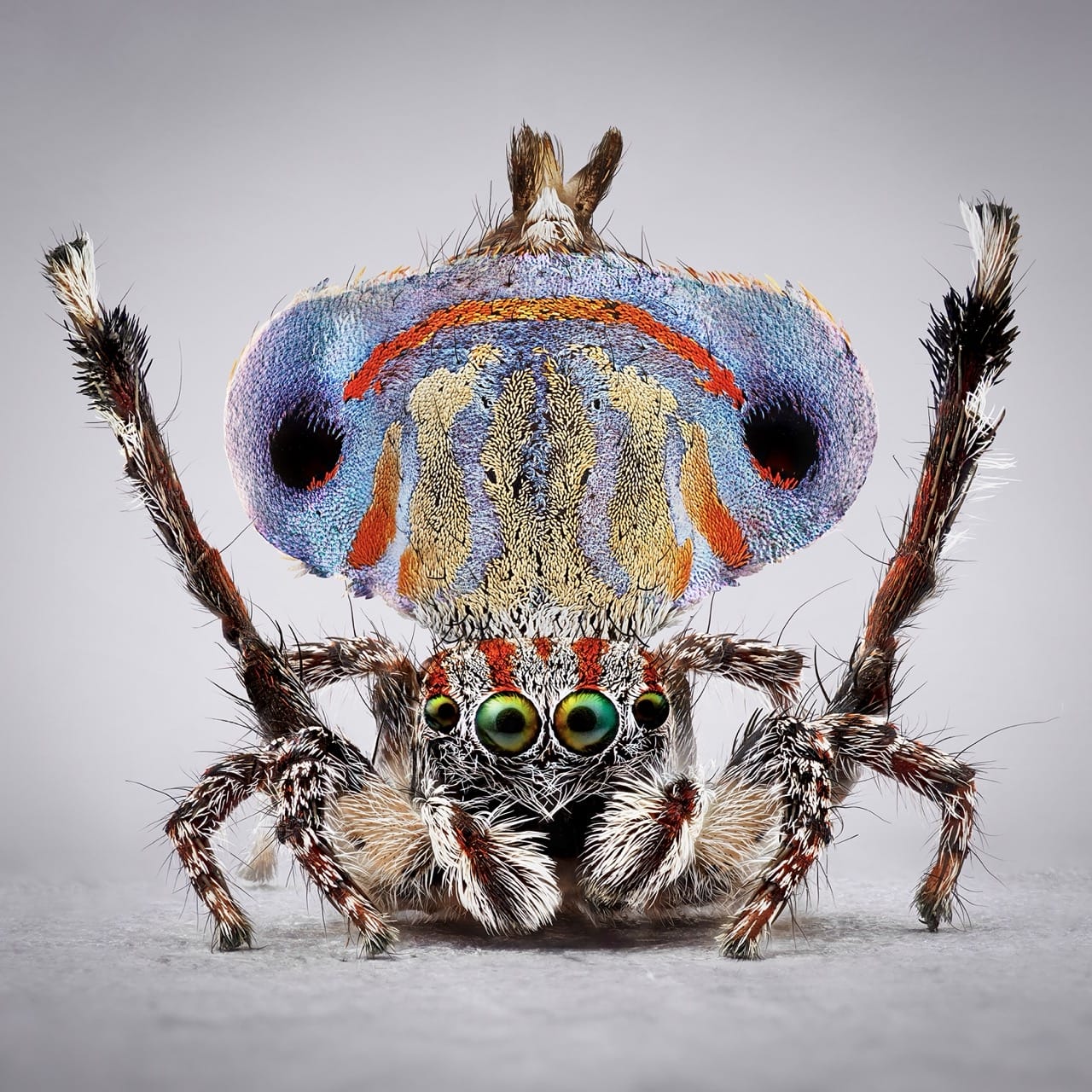 cardoso Maratus australis Large UWzagU