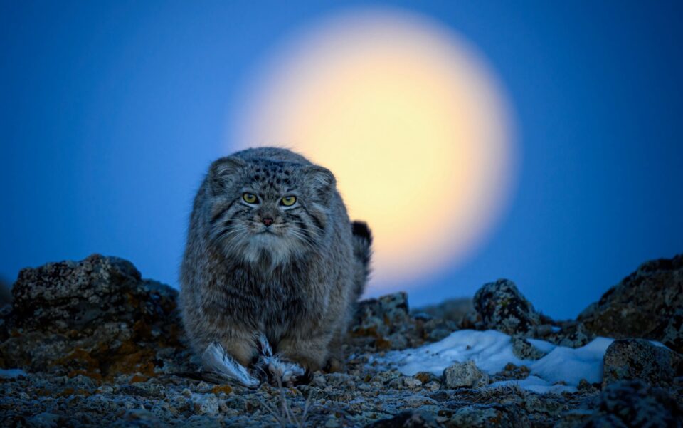 wildlife 15 960x601 oh6wpZ