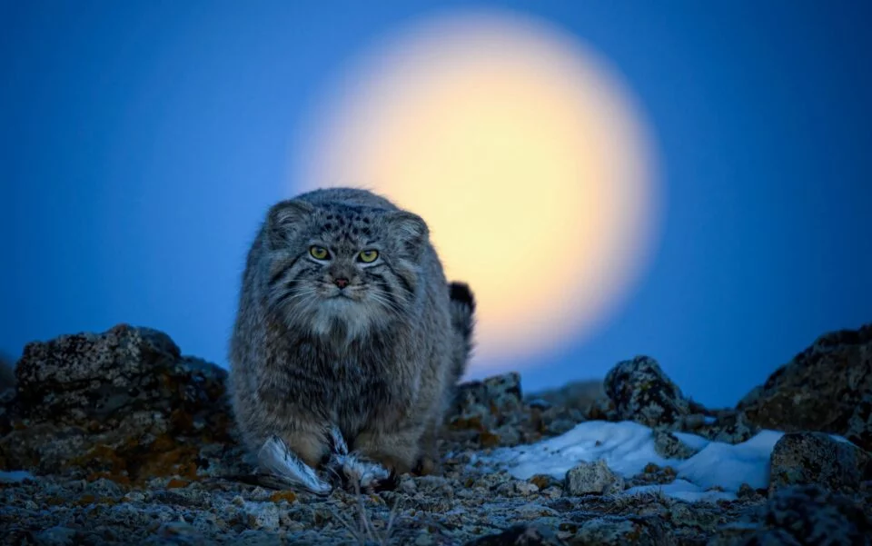 wildlife 15 960x601 oh6wpZ