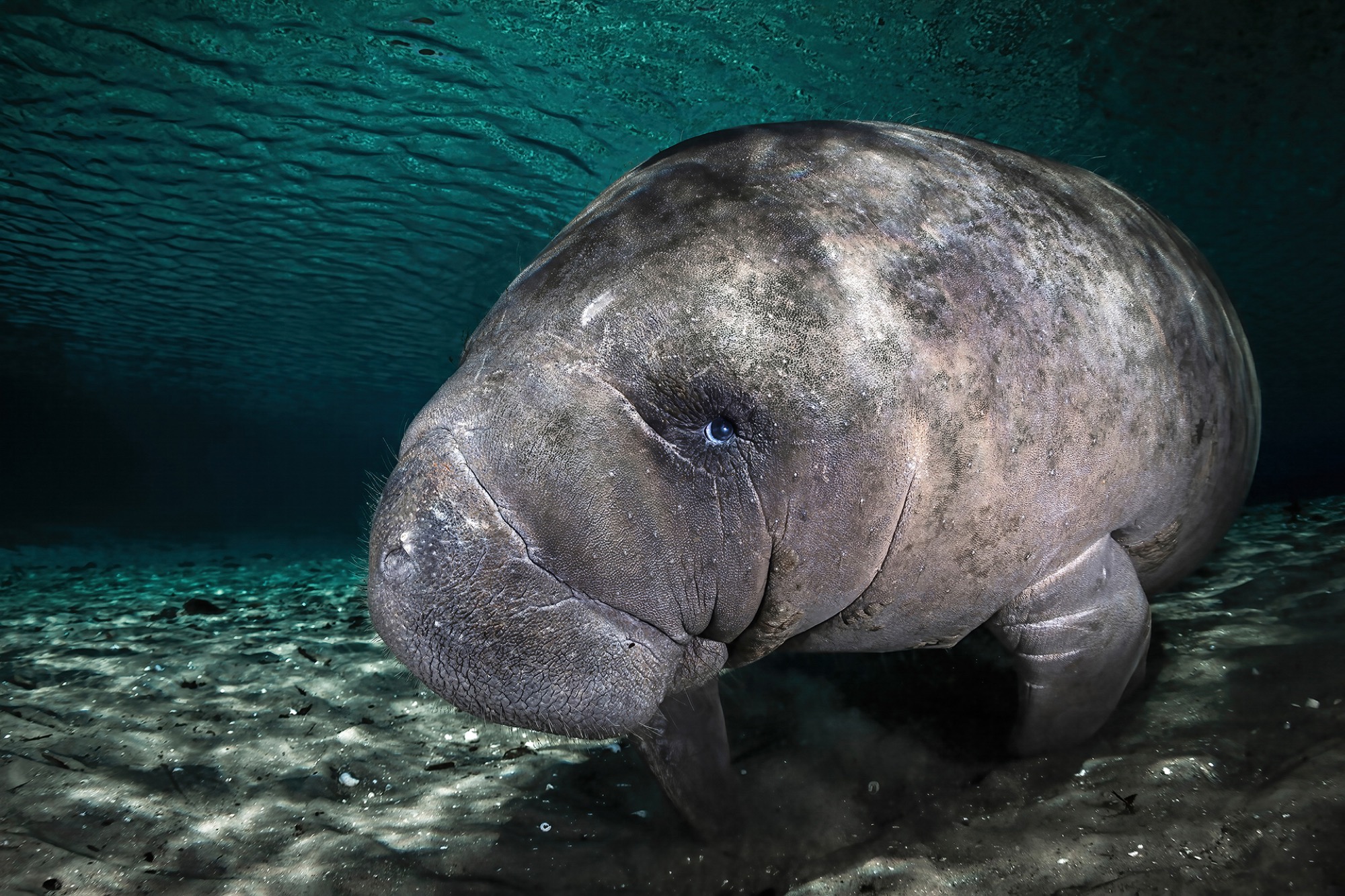 Remuna Beca Curious Baby Manatee GZSLnz