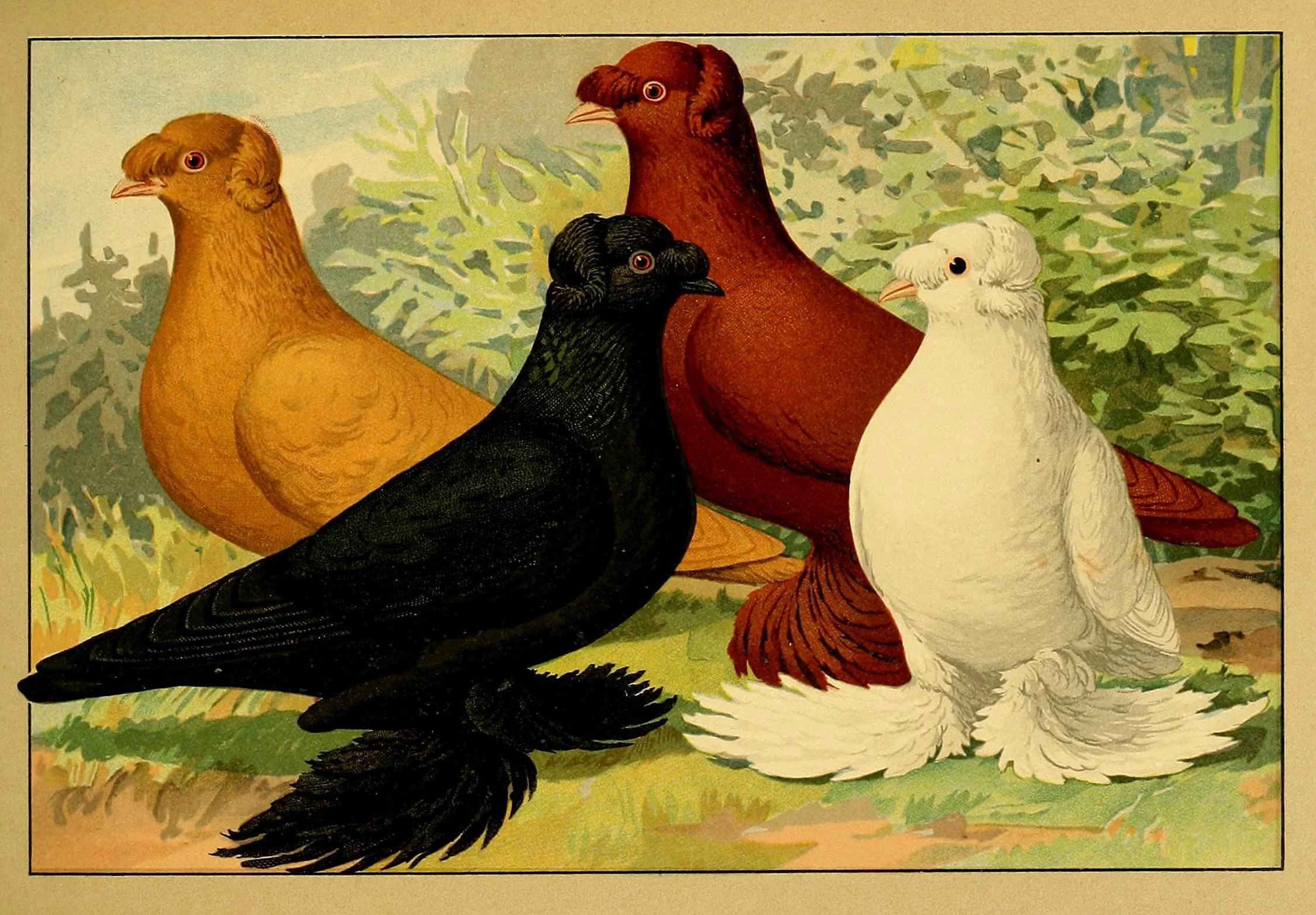 pigeons 1 eeeaJg