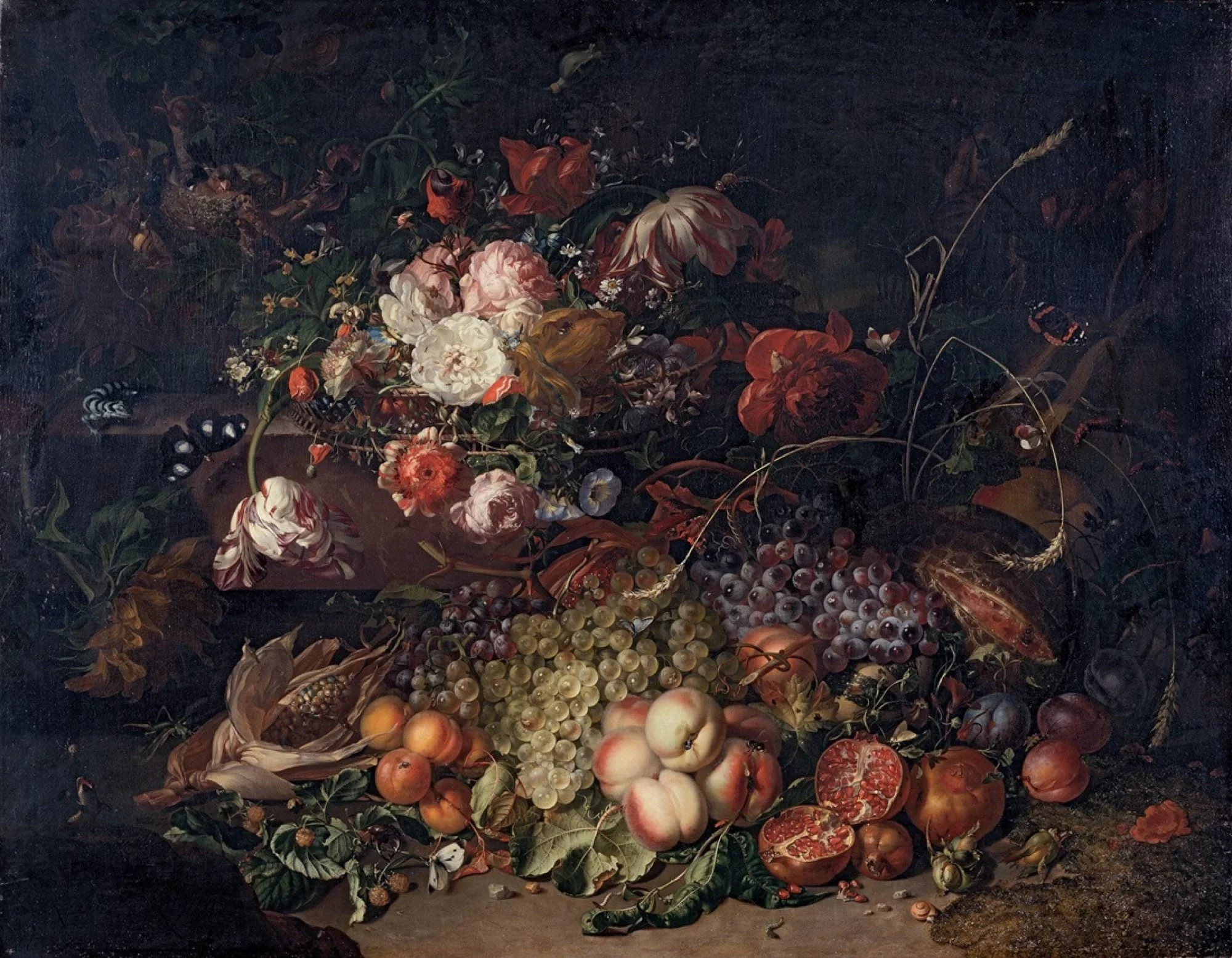 ruysch 5 NFDjA7