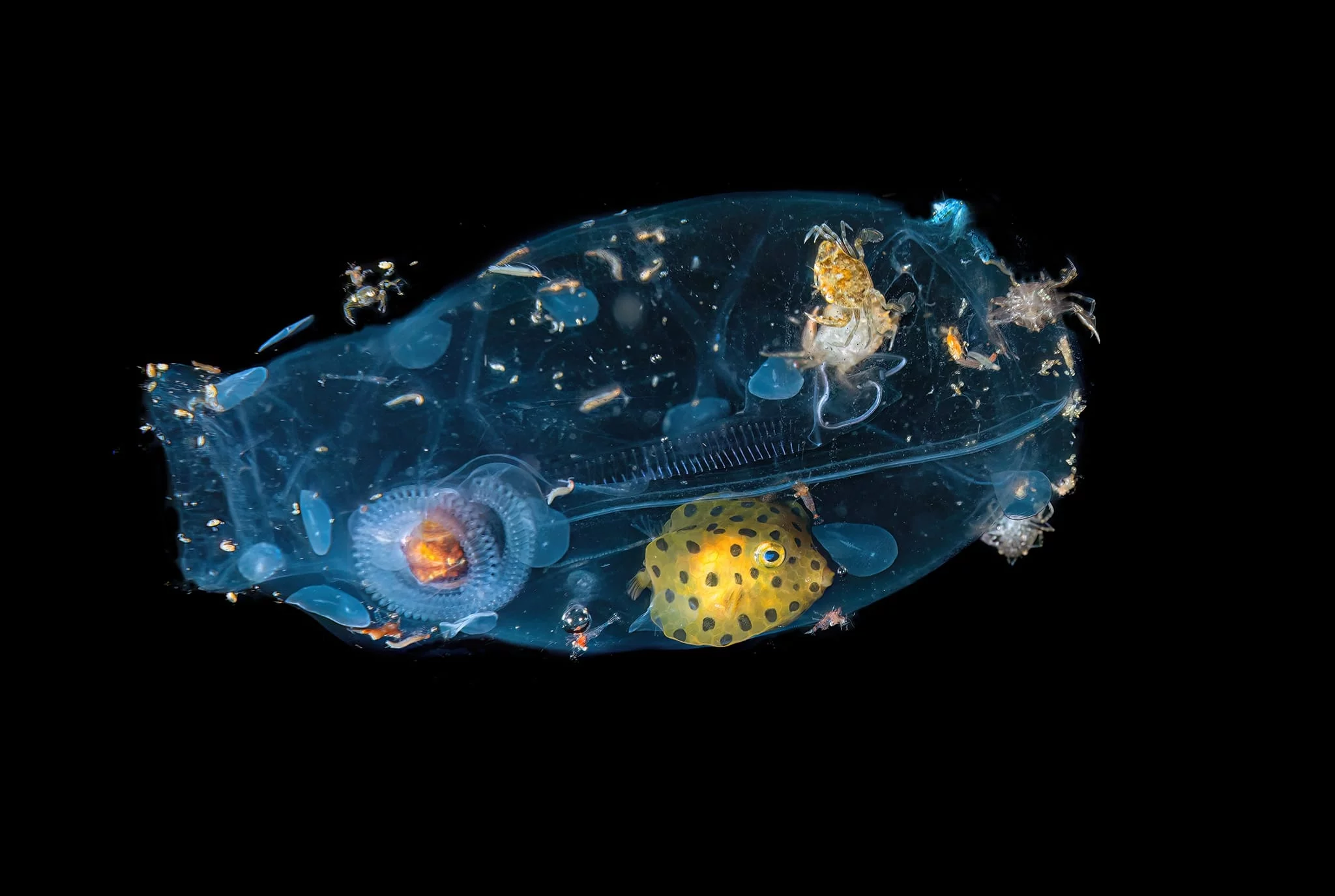 tunicate c3a0K1