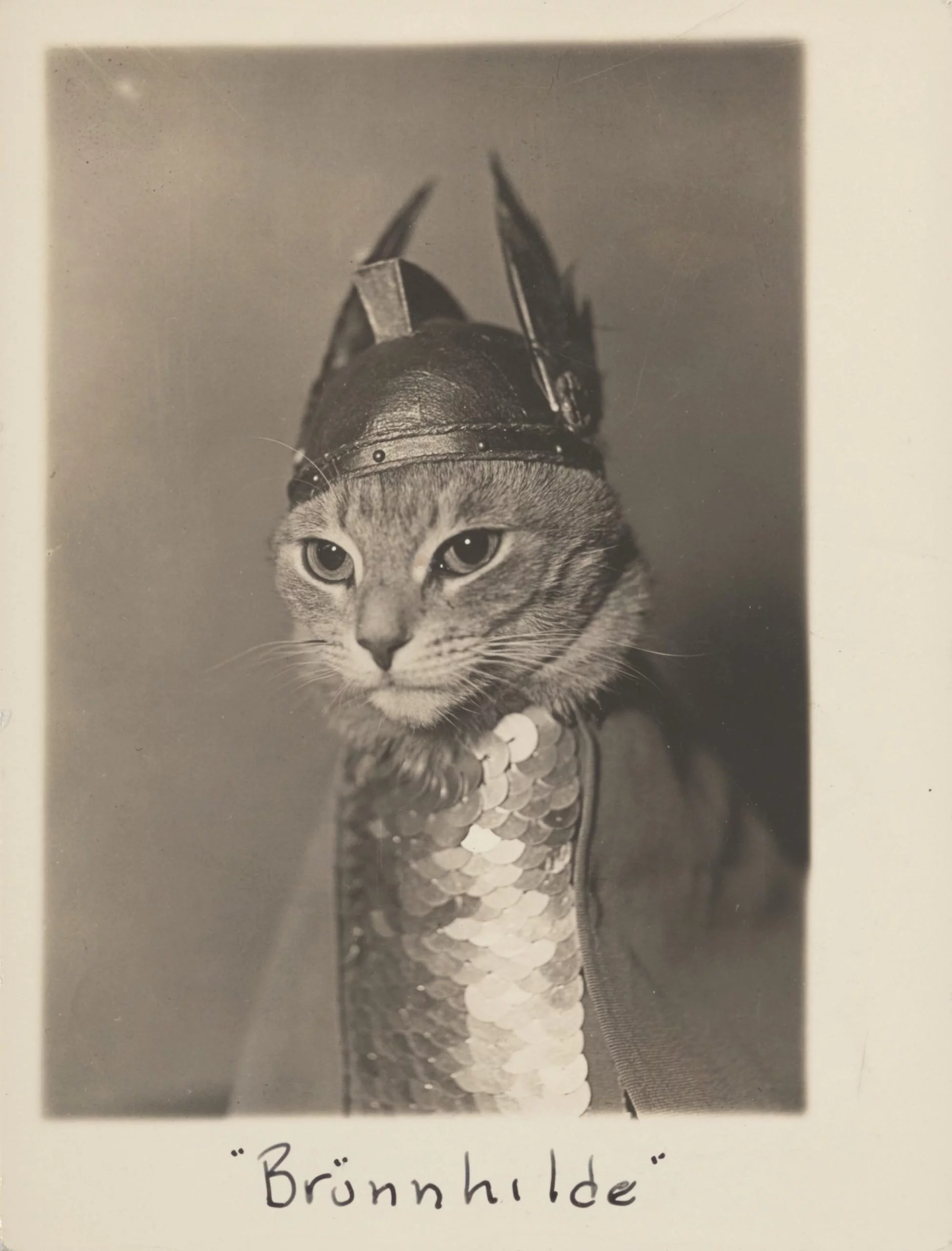 phaidon cat 1 YNCRL9 scaled